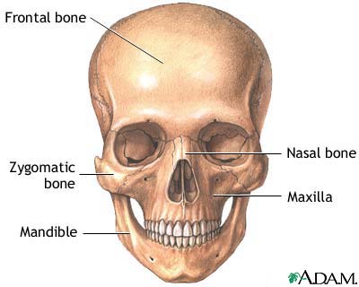 skull